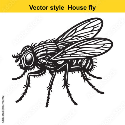 View of a Housefly in Black and White Line Art