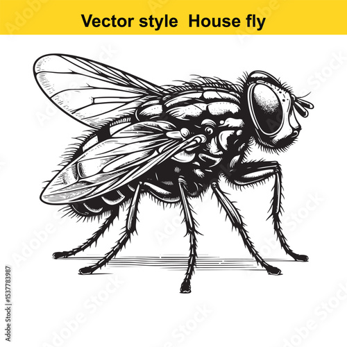 View of a Housefly in Black and White Line Art