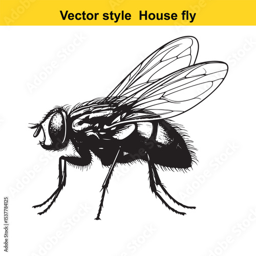 View of a Housefly in Black and White Line Art