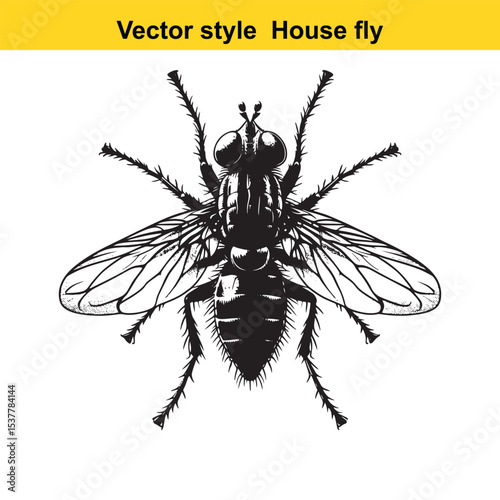 View of a Housefly in Black and White Line Art