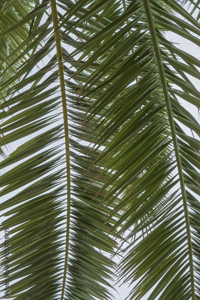 Fototapeta premium Tropical palm frond structure with sunlight penetrating through foliage