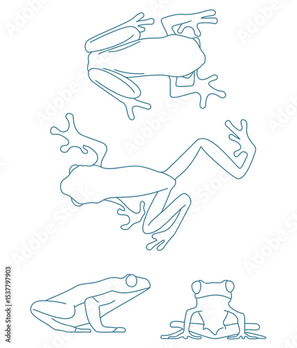 Frogs Red Eyed. Frogs Red Eyed. Frogs Red Eyed.