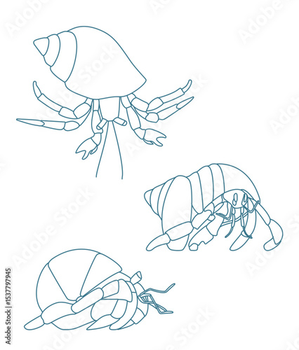  Crustaceans Caribbean Hermit Crab  Crustaceans Caribbean Hermit Crab