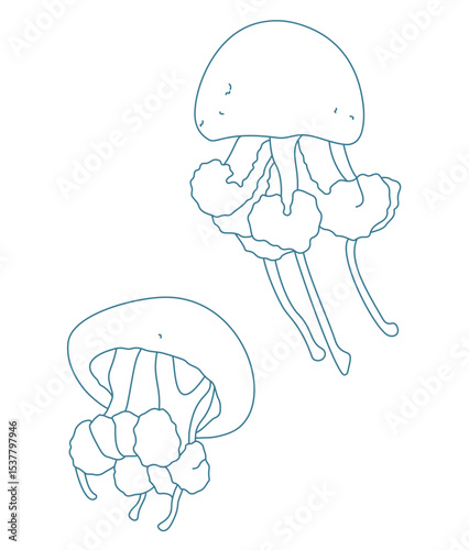 Jellyfish White spotted Jellyfish White spotted
