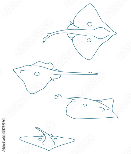 Rays Common Skate Rays Common Skate