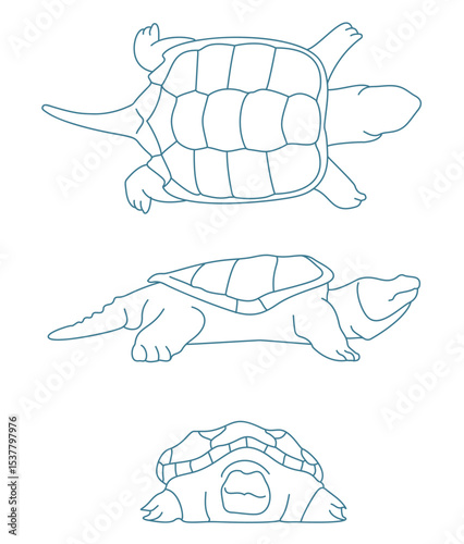 Turtles Common Snapping Turtle