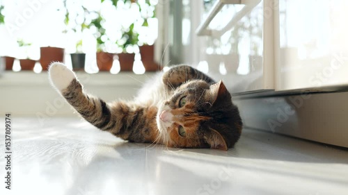 Lazy calico cat lying on the floor and raising, stretching paws, wants to play, looking at camera bottom view. Cute kitty resting, chilling at home, fool around. Life of pets, domestic animals concept