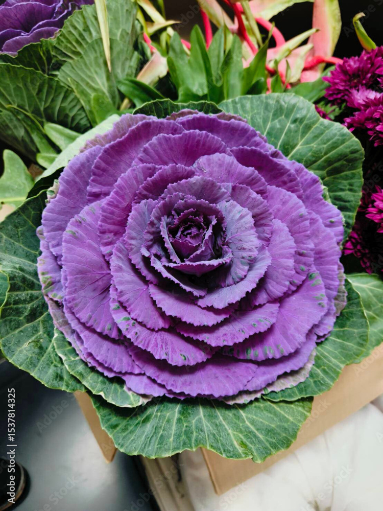 Obraz premium Purple cabbage
