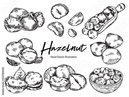 Set of hand drawn hazel nut with leaf and shell  outline drawing illustration 2