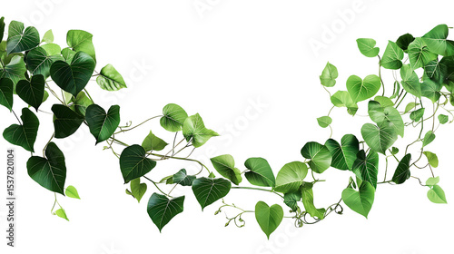 Bush grape or three-leaved wild vine cayratia (Cayratia trifolia) liana ivy plant bush, nature frame jungle border isolated on white background, clipping path included