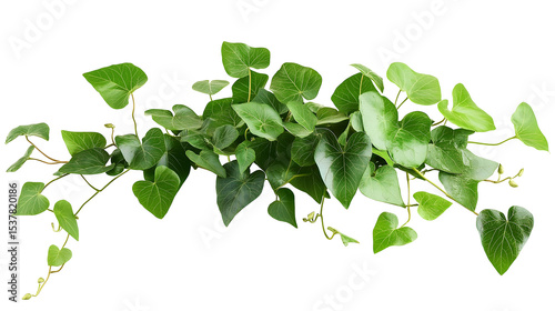 Bush grape or three-leaved wild vine cayratia (Cayratia trifolia) liana ivy plant bush, nature frame jungle border isolated on white background, clipping path included