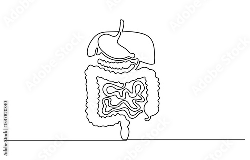 Continuous one line drawing of Human digestion. Single line drawing illustration of Human Digestive. Human anatomical concept vector art. Doodle line illustration.