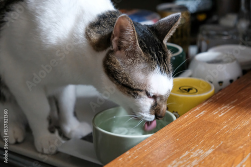 水飲み用のボウルから水を飲むブラウンタビーの猫