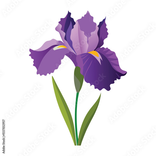 realistic iris flower with ruffled petals and pure.