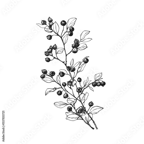 Elegant botanical vector illustration of a detailed berry branch drawn in ink. Perfect for nature, herbal, and vintage designs. Monochrome aesthetic, ideal for organic decor.