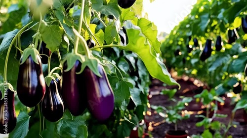 Close-up of glossy purple eggplants in a field growing on leafy plants under bright sunlight in the open air.