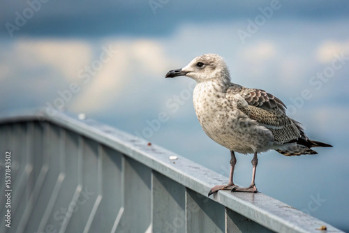 seagull on the pier,  seagull on a post , Seagull on a Railing , Coastal Bird Portrait, Seabird Perched, Gull Close-up