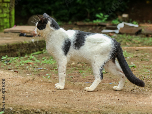 A curious black and white cat stands alert on a dirt path, glancing sideways in an outdoor setting with scattered vegetation and rustic elements.