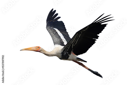 Photos Beautiful flying Painted Stork isolated on transparent background png file