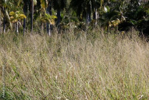 Long grass with seed heads in a rural environment