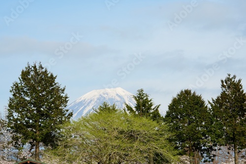 Shizuoka, Japan,13 Apr 2024. View point of Asagiri Kogen Mochi a campsite in  srping season ,beautiful cherry blossoms (sakura) in full bloom on Fuji mount background.