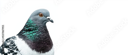 Close-up of a pigeon; iridescent teal, grey, and white feathers