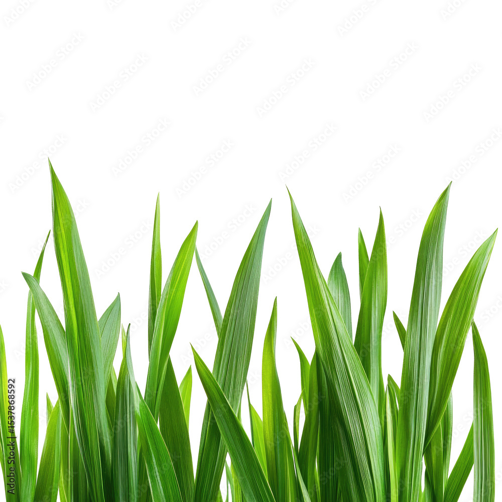 Fototapeta premium Fresh Green Grass isolated on transparent white background, clipping path