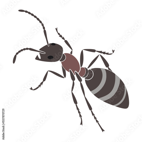 ant vector illustration