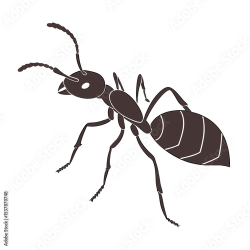 ant isolated on white