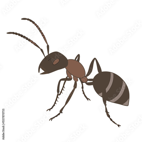 ant isolated on white