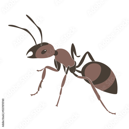 ant isolated on white