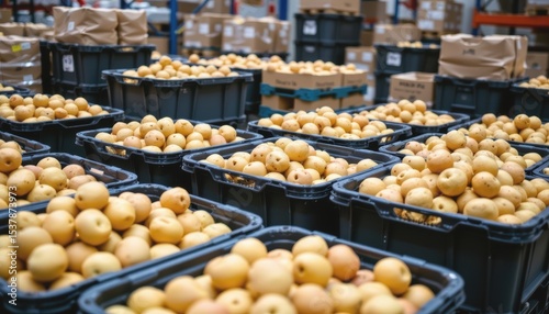 Freshly harvested pears packed in crates at a warehouse.