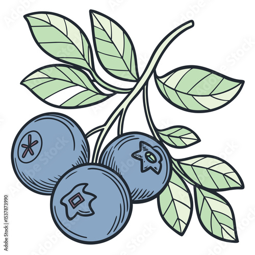 Hand drawn blueberries with foliage and a vintage engraving style presents a fresh look