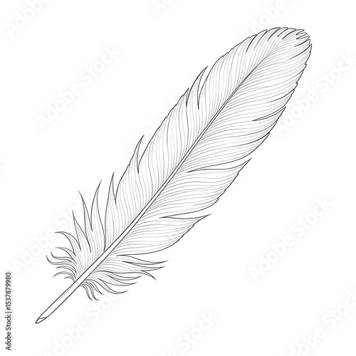 Detailed monochrome sketch of a single feather on a white background