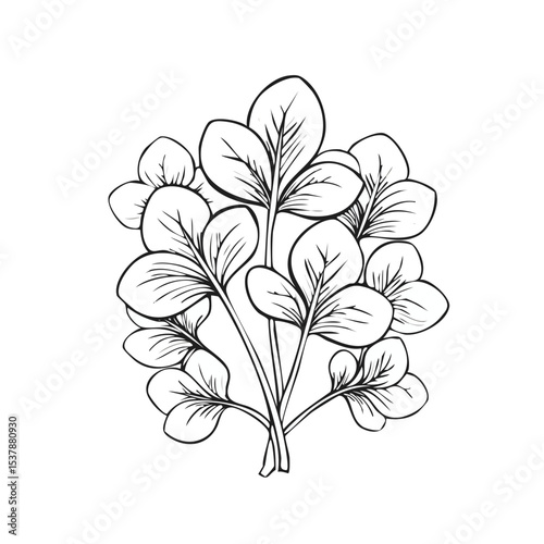 Watercress line drawing featuring smooth sketch-style strokes in a refined black and white vector design.