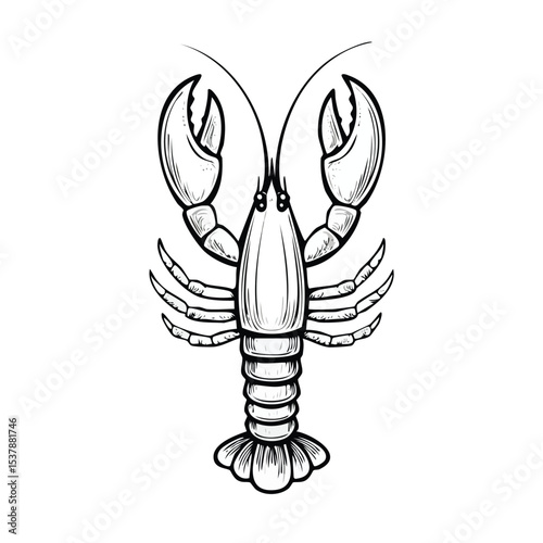 Lobster Tail line drawing featuring smooth sketch-style strokes in a refined black and white vector design.