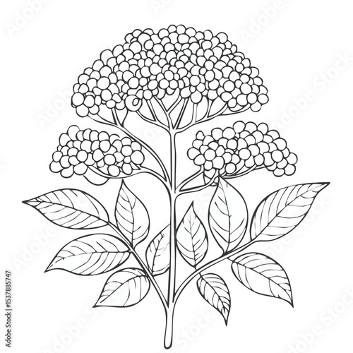 Elderberry Bush line drawing featuring smooth sketch-style strokes in a refined black and white vector design.