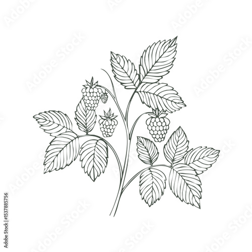 Raspberry Bush line drawing featuring smooth sketch-style strokes in a refined black and white vector design.