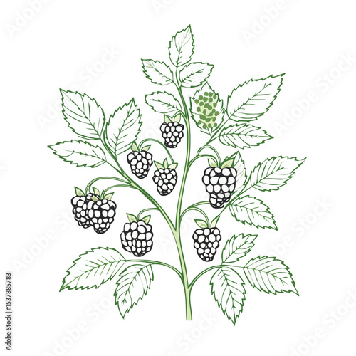 Blackberry Bush line drawing featuring smooth sketch-style strokes in a refined black and white vector design.