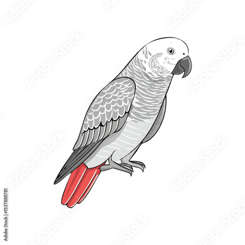African Grey Parrot line drawing featuring smooth sketch-style strokes in a refined black and white vector design.