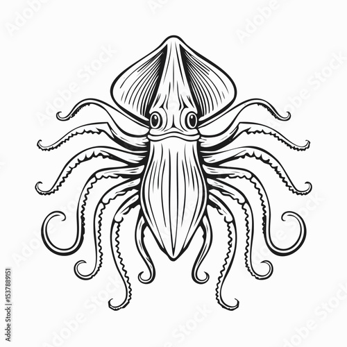 Cuttlefish line drawing featuring smooth sketch-style strokes in a refined black and white vector design.