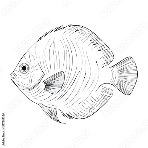 Discus Fish line drawing featuring smooth sketch-style strokes in a refined black and white vector design.