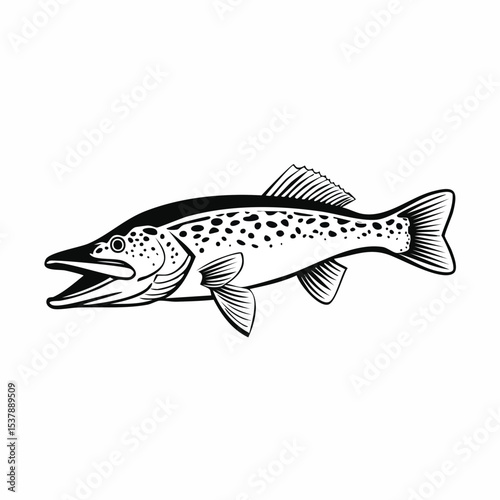 Northern Pike line drawing featuring smooth sketch-style strokes in a refined black and white vector design.