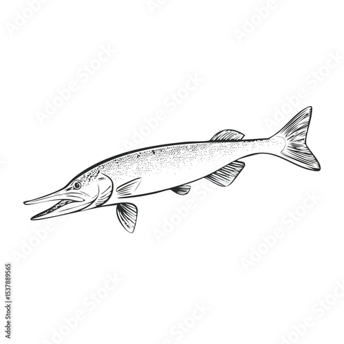 Gar Fish line drawing featuring smooth sketch-style strokes in a refined black and white vector design.