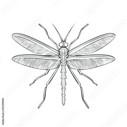 Mayfly line drawing featuring smooth sketch-style strokes in a refined black and white vector design.