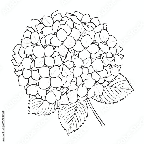 Hydrangea line drawing featuring smooth sketch-style strokes in a refined black and white vector design.