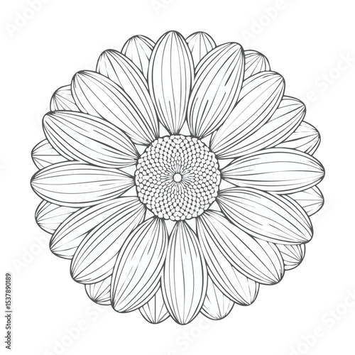 Daisy line drawing featuring smooth sketch-style strokes in a refined black and white vector design.