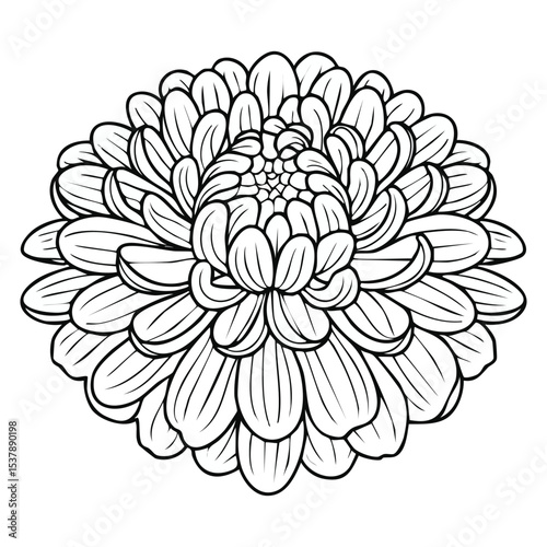 Chrysanthemum line drawing featuring smooth sketch-style strokes in a refined black and white vector design.