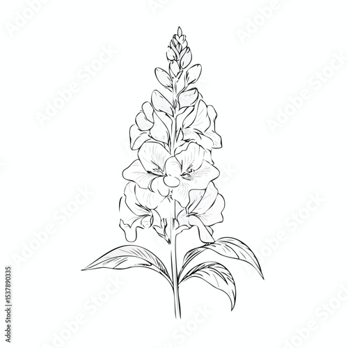 Snapdragon line drawing featuring smooth sketch-style strokes in a refined black and white vector design.