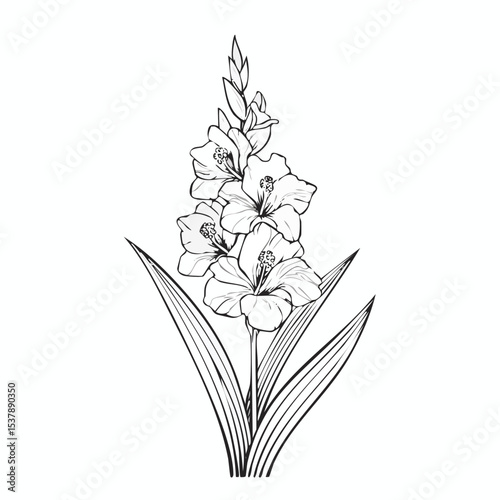 Gladiolus line drawing featuring smooth sketch-style strokes in a refined black and white vector design.